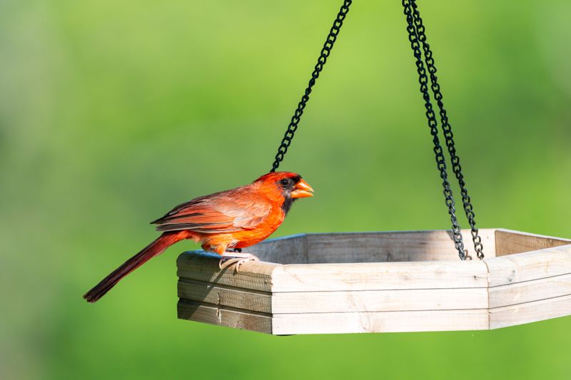 Hang Bird Feeders For Lively Visitors