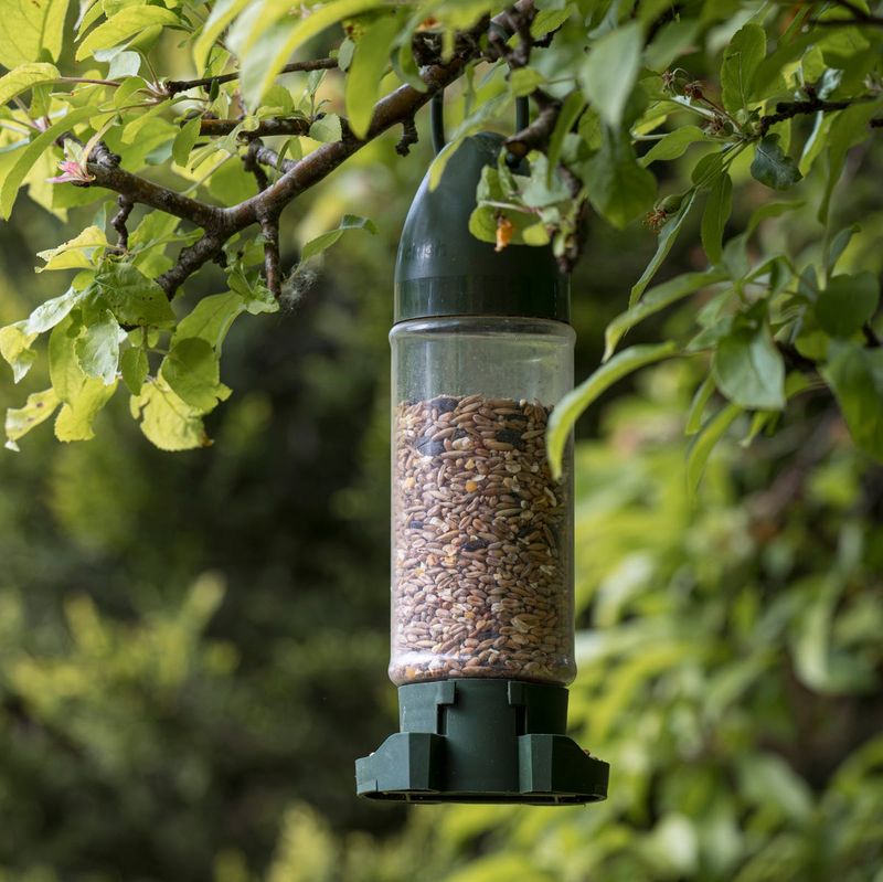 Hang Feeders Close To Cover For Small Birds Hang Feeders Close To Cover For Small Birds