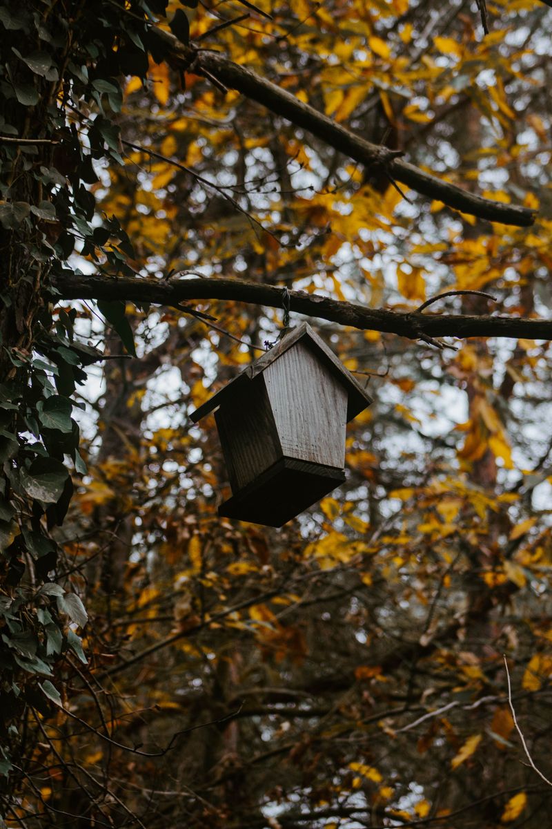 Hang It In Fall Or Early Winter