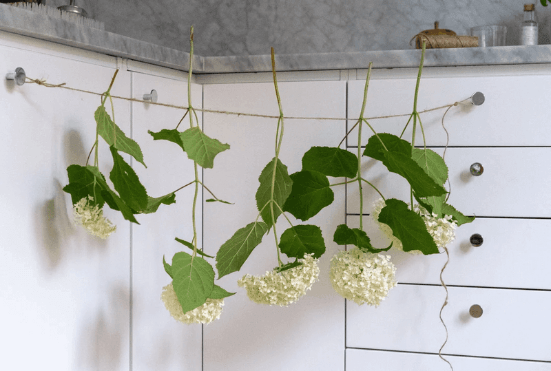 Hang Stems Upside Down To Dry Hang Stems Upside Down To Dry