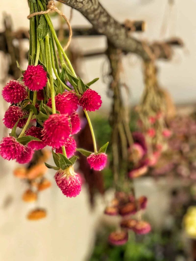 Hanging Bundles Upside Down In A Dark Dry Spot Preserves Color