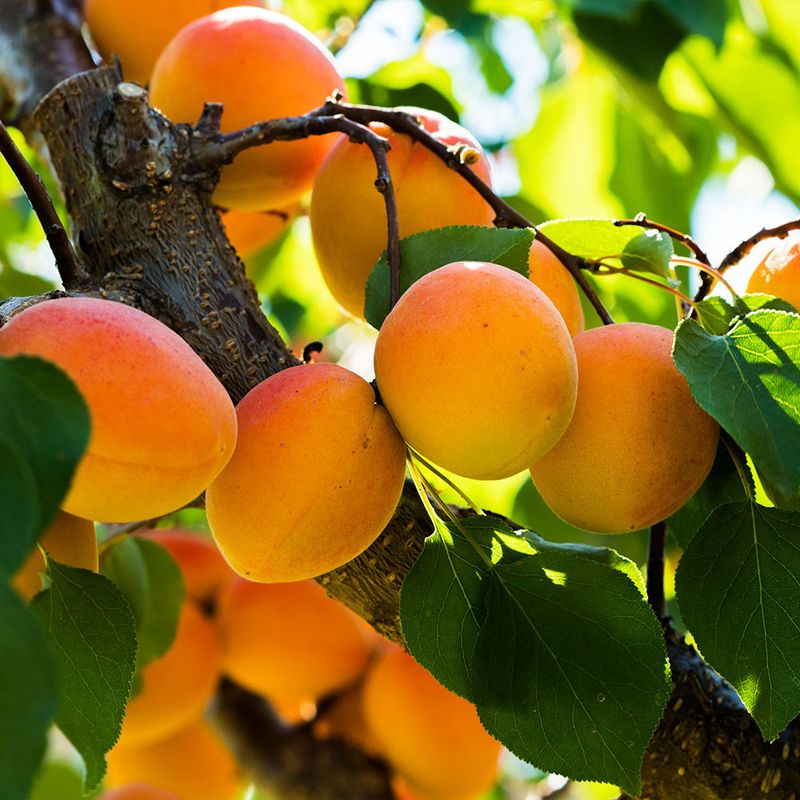 Harcot Apricot