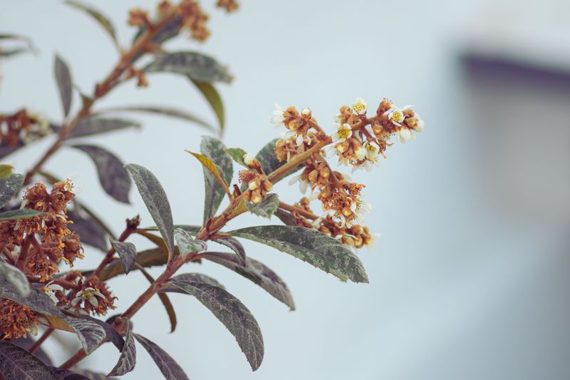 Hard Freezes Can Wipe Out Flowers And Young Fruit