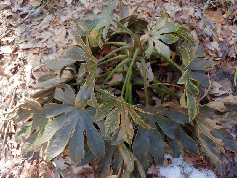 Hard Freezes In Northern Areas May Damage The Foliage Hard Freezes In Northern Areas May Damage The Foliage
