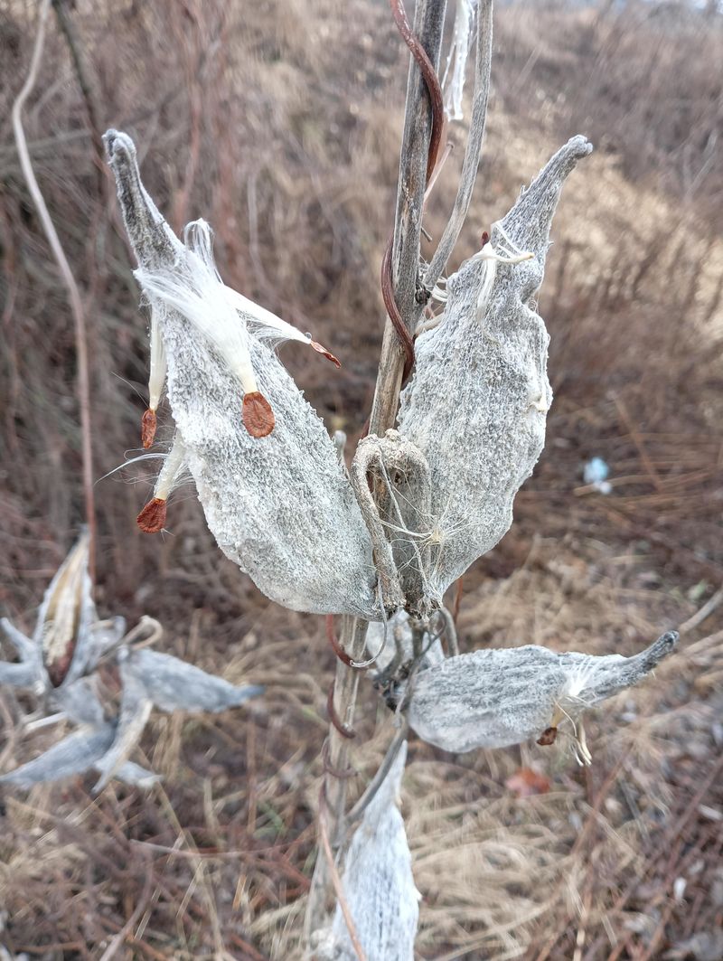 Hard Frosts Often Knock Plants Back In Colder Areas