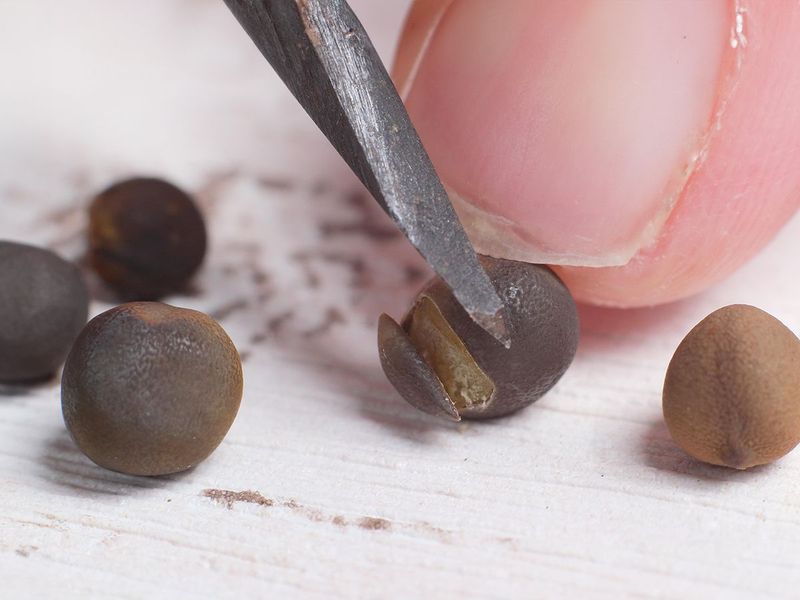 Hard Seed Coats Need Help