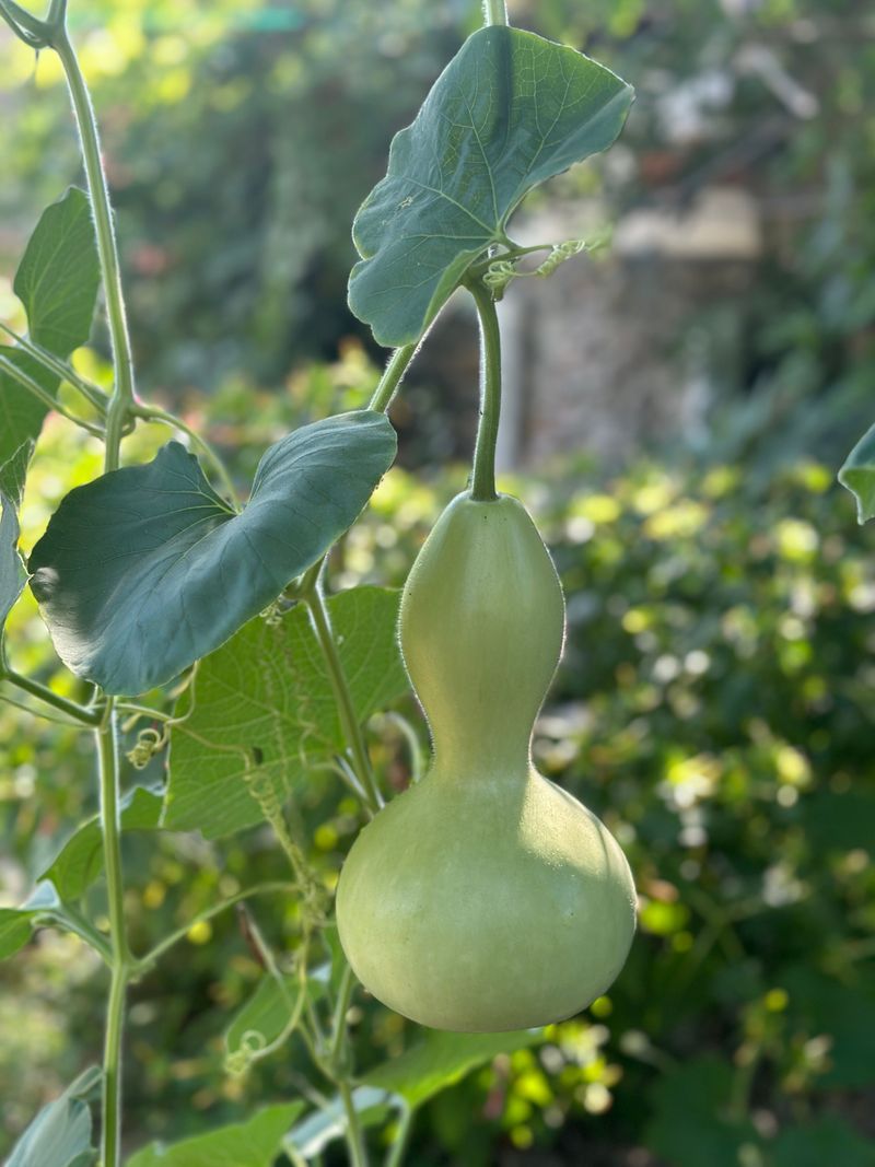 Hard-Shell Bottle Gourds For Crafts And Birdhouses