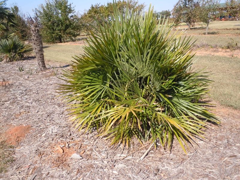 Hardier Species Lower The Risk If Fall Planting Can't Wait