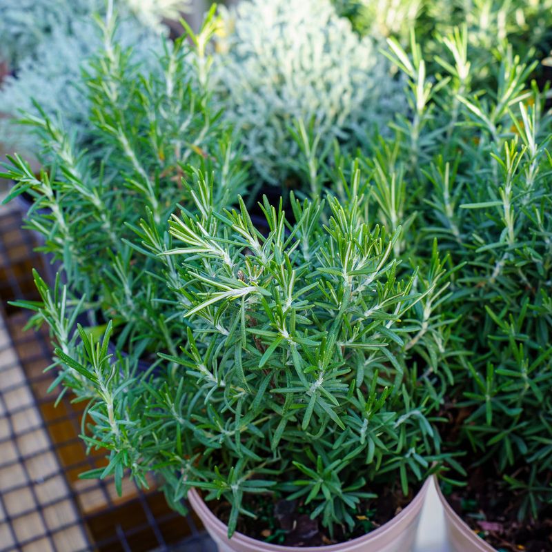 Hardier Varieties Like Arp Handle Colder Northern Winters