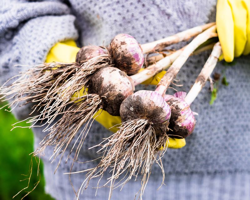 Hardneck Garlic For Big, Bold Bulbs Hardneck Garlic For Big, Bold Bulbs