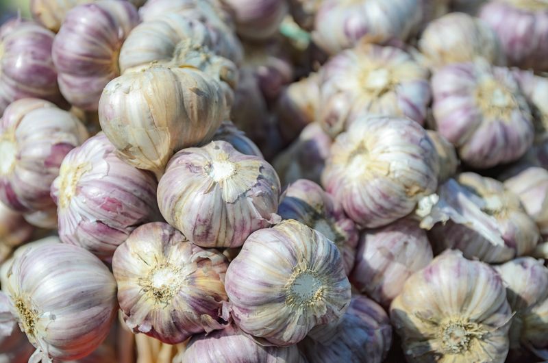 Hardneck Garlic Thrives In Michigan Hardneck Garlic Thrives In Michigan