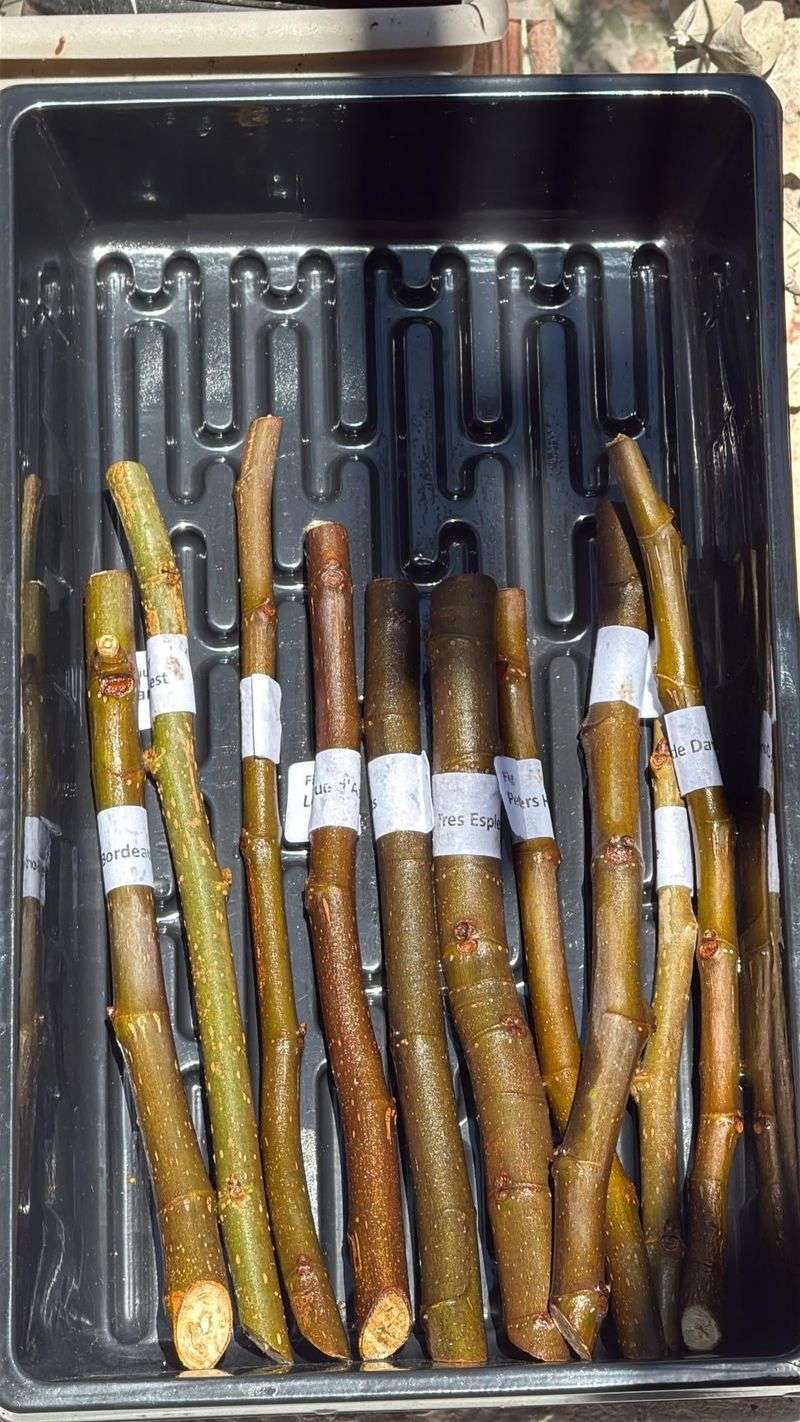 Hardwood Cuttings From Dormant Branches