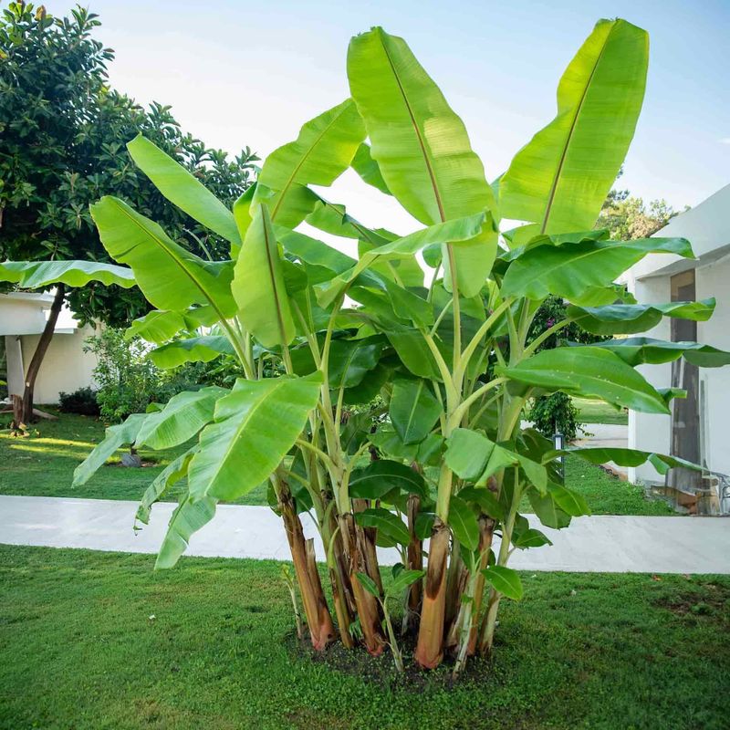 Hardy Banana For Giant Leaves Hardy Banana For Giant Leaves