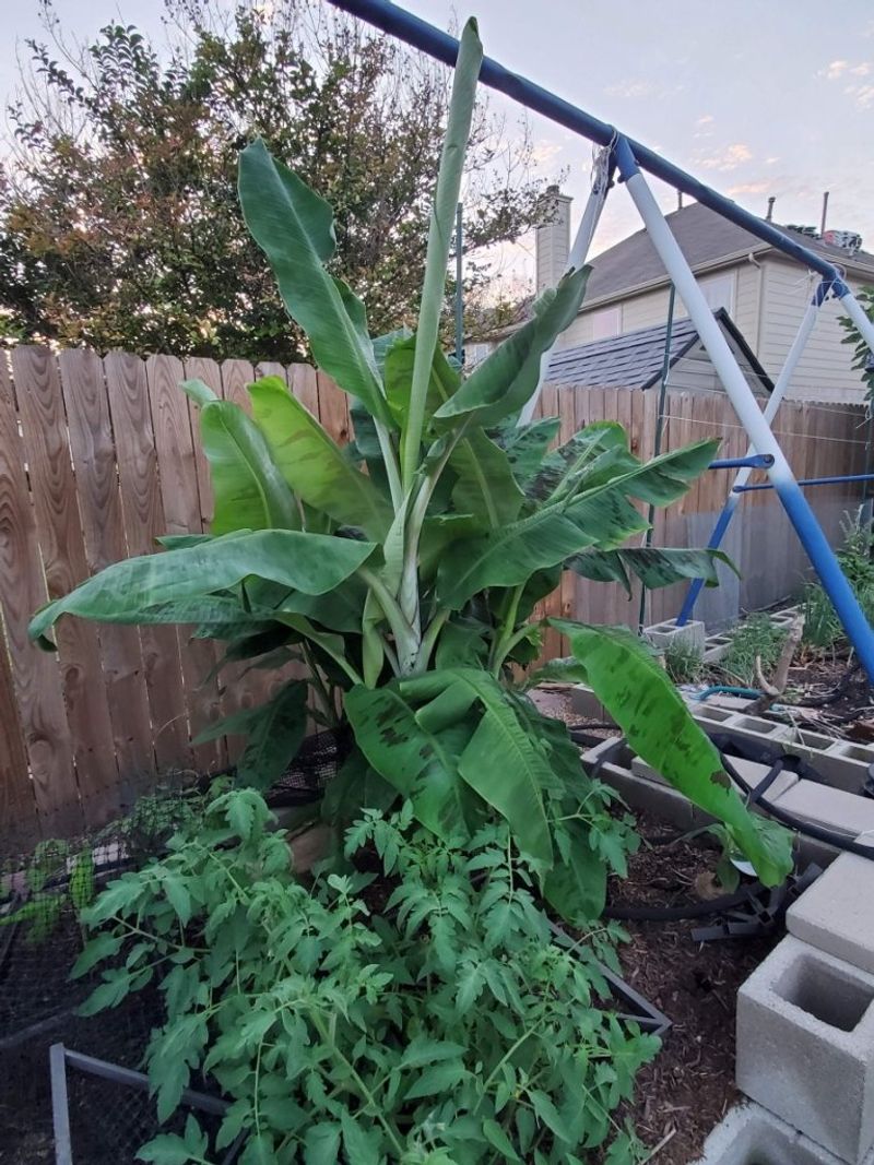 Hardy Bananas Can Stay Put Under Mulch
