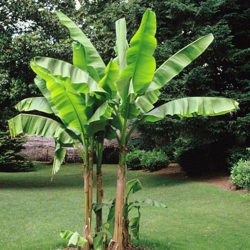 Hardy Bananas For The Wildest Corner Hardy Bananas For The Wildest Corner