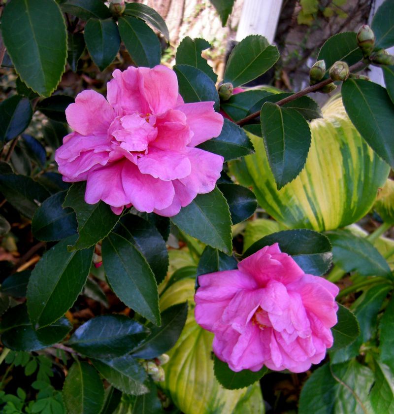 Hardy Camellias Are Already Holding Their Buds