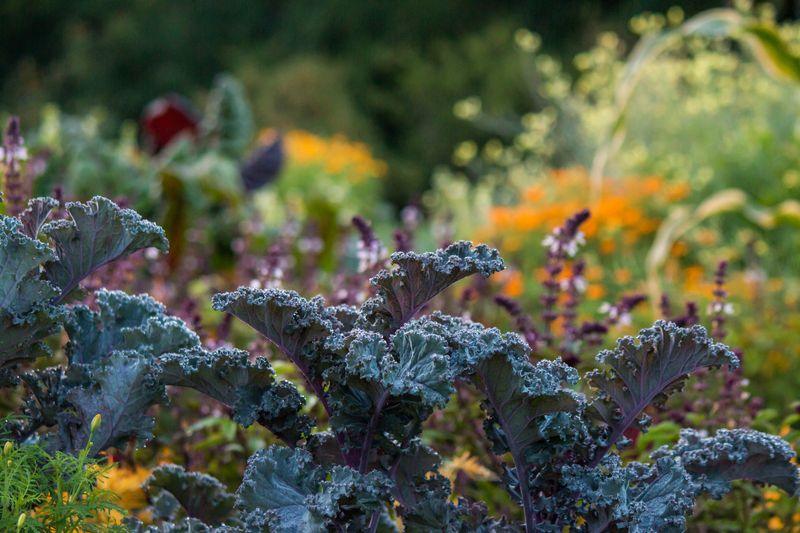 Hardy Crops That Shrug Off A Light Frost