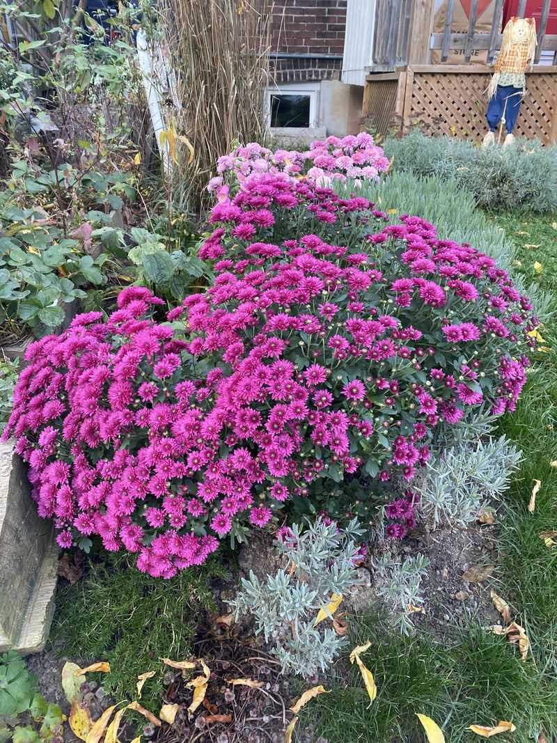 Hardy Garden Mums Versus Florist Varieties Hardy Garden Mums Versus Florist Varieties