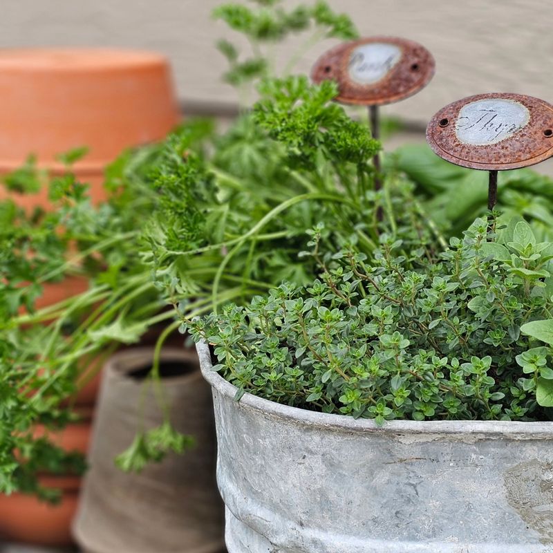 Hardy Herbs Like Parsley And Chives