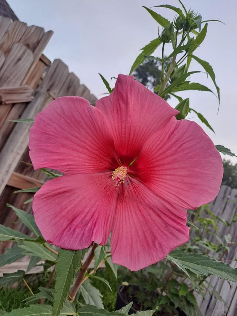 Hardy Hibiscus, Slow To Wake In Spring Hardy Hibiscus, Slow To Wake In Spring