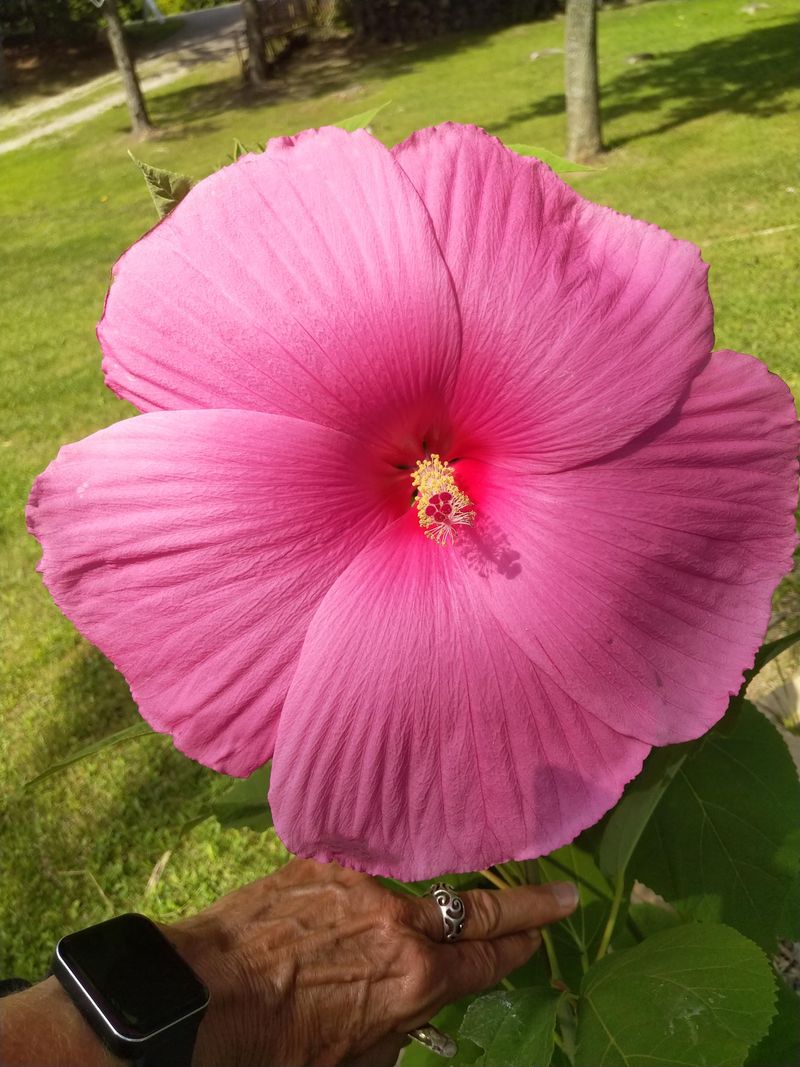 Hardy Hibiscus With Dinner-Plate Blooms Hardy Hibiscus With Dinner-Plate Blooms