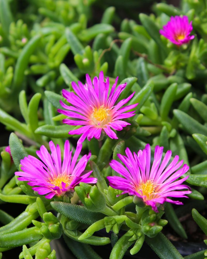 Hardy Ice Plant For Bright Magenta Color Hardy Ice Plant For Bright Magenta Color