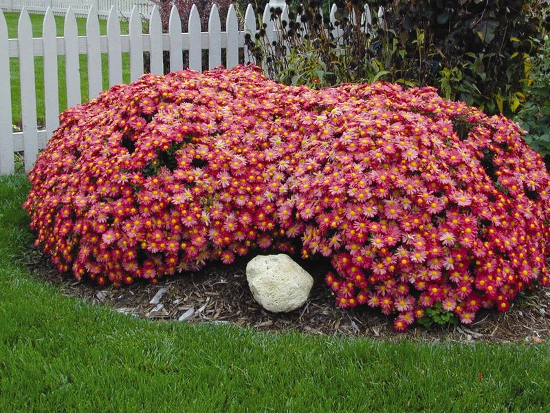 Hardy Mums, Whose Stems Protect The Crowns Hardy Mums, Whose Stems Protect The Crowns
