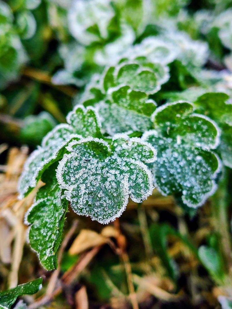 Hardy Plants Start Their Long Winter Nap