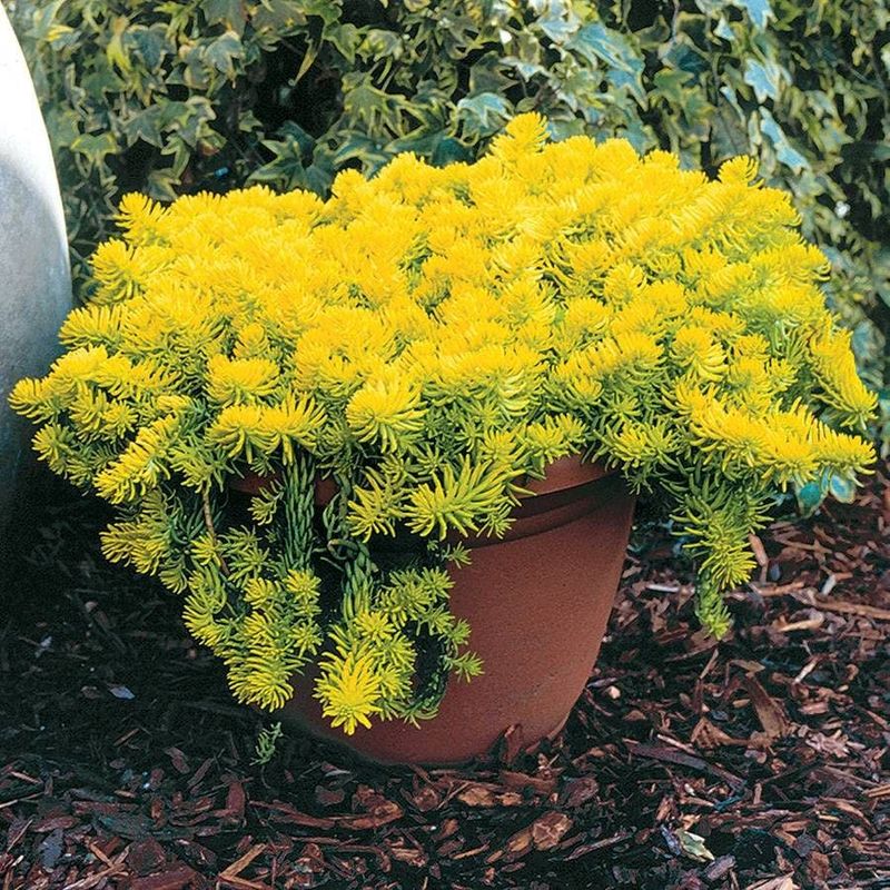 Hardy Sedum For Tough, Drought-Tolerant Pots