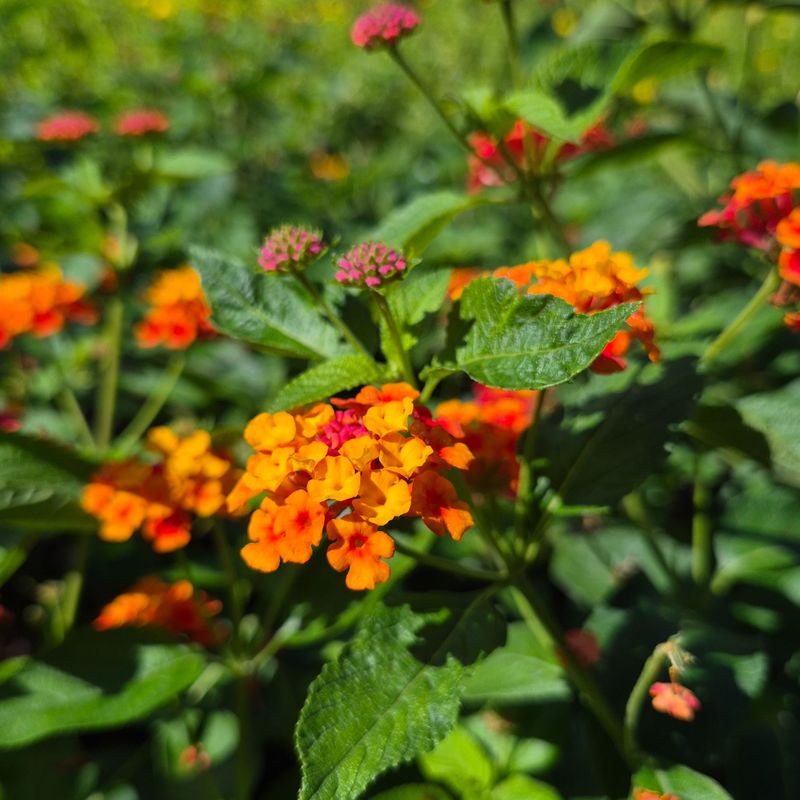 Hardy Varieties Like Miss Huff Often Return From The Roots Hardy Varieties Like Miss Huff Often Return From The Roots