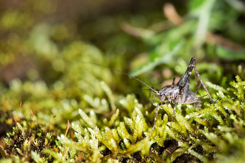 Harmless Cave Crickets With A Spider-Like Look