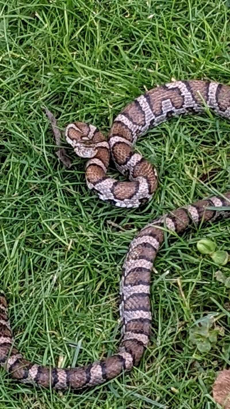 Harmless Look-Alikes Like Milk Snakes And Rat Snakes