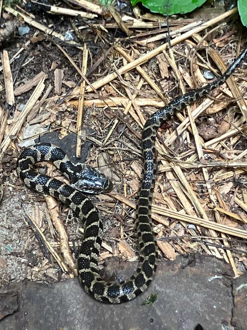 Harmless Look-Alikes Like Rat Snakes And Water Snakes