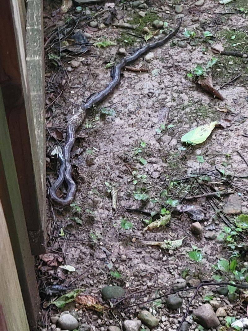 Harmless Rat Snakes Mistaken For Copperheads