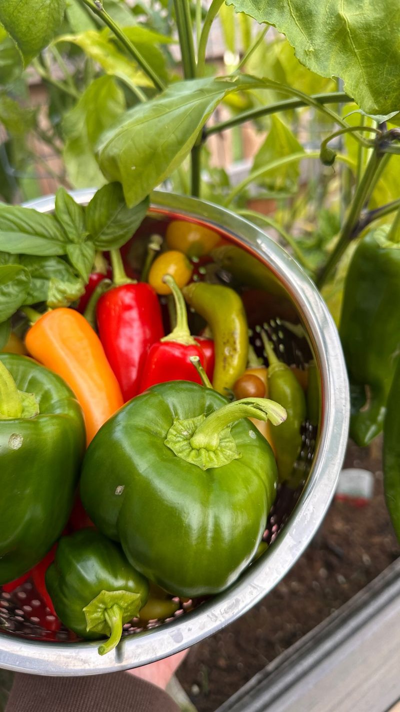 Harvest All Peppers Before The Frost Harvest All Peppers Before The Frost