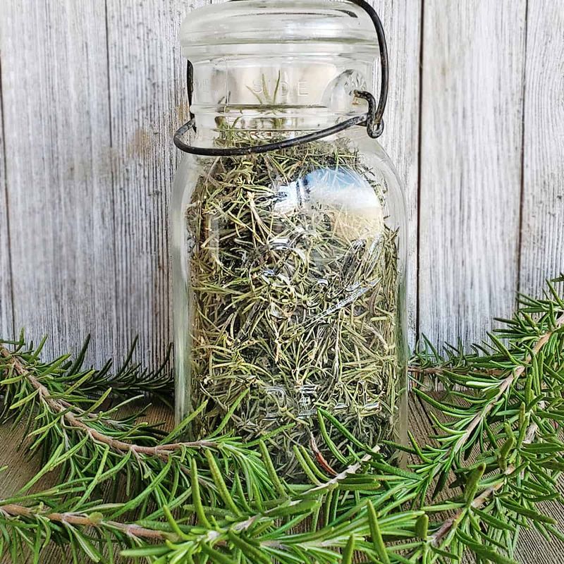 Harvest And Preserve Your Rosemary Harvest And Preserve Your Rosemary