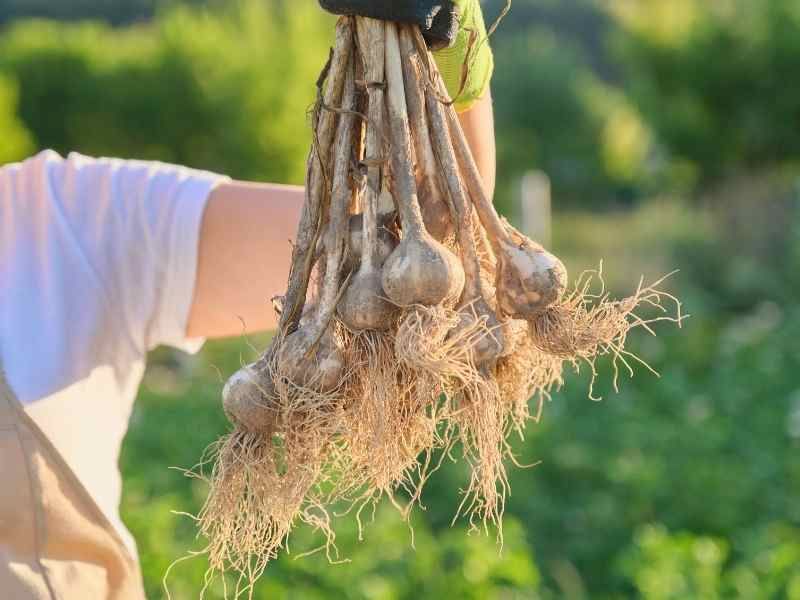 Harvest Arrives Early Next Summer Harvest Arrives Early Next Summer