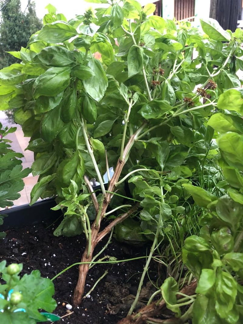 Harvest Basil Before Cold Nights Blacken It Harvest Basil Before Cold Nights Blacken It