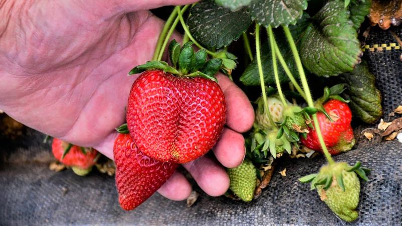 Harvest Begins In Late Winter Harvest Begins In Late Winter