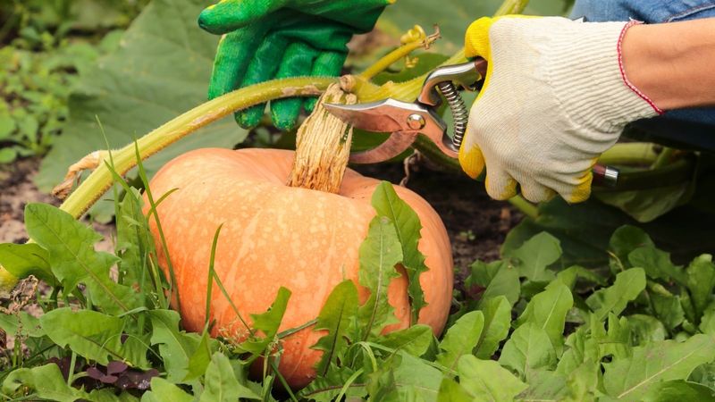 Harvest Early Fruit Before Pests And Rot Harvest Early Fruit Before Pests And Rot