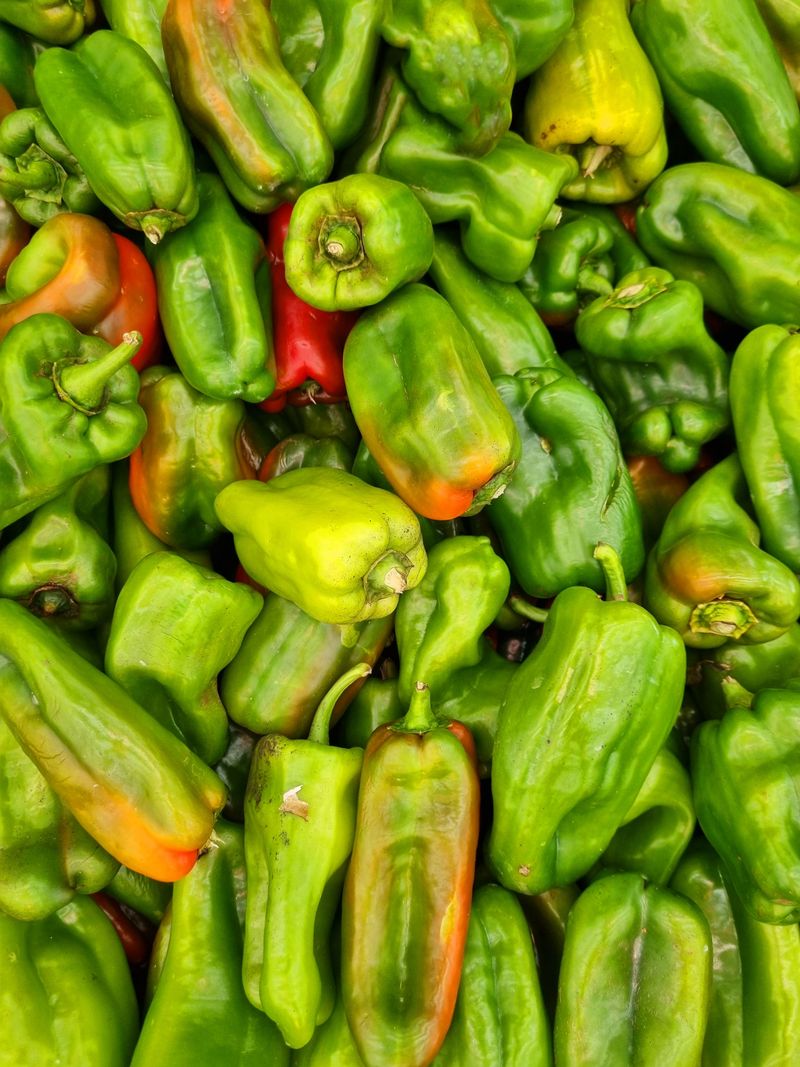 Harvest Every Pepper Before The Frost Arrives Harvest Every Pepper Before The Frost Arrives