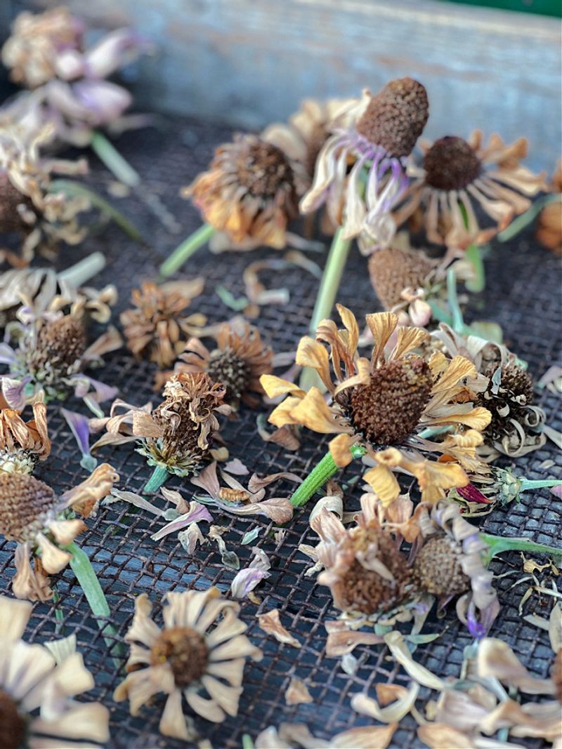 Harvest On A Dry Day