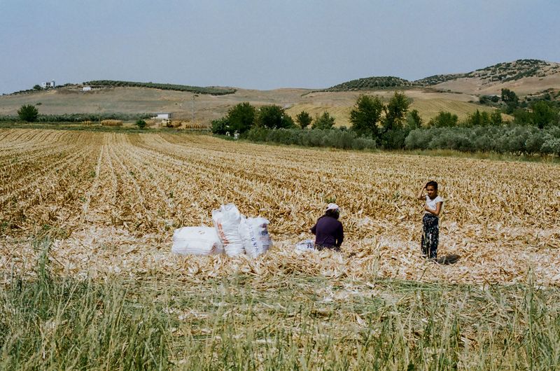 Harvest On A Dry Sunny Afternoon Harvest On A Dry Sunny Afternoon