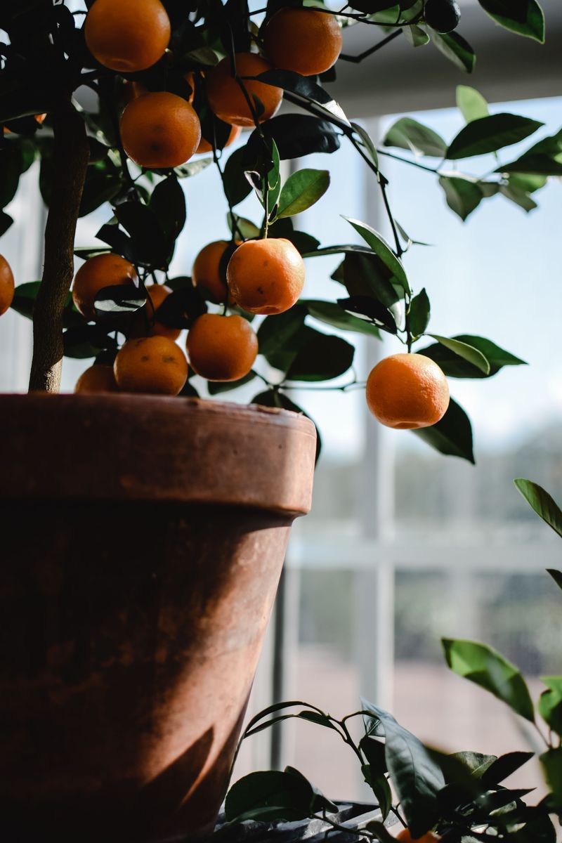 Harvest Ripe Oranges And Move Potted Citrus Before Frost Harvest Ripe Oranges And Move Potted Citrus Before Frost