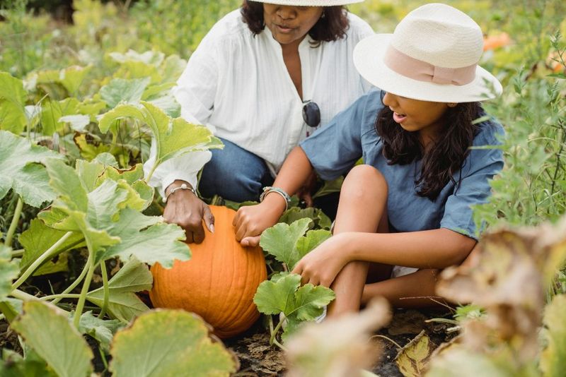 Harvest Ripe Pumpkins Before The Next Hard Freeze