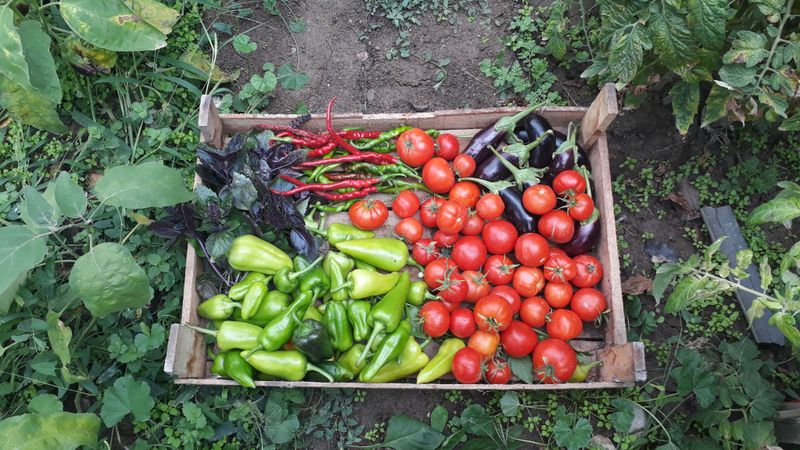 Harvest Tender Crops Before Dark Harvest Tender Crops Before Dark