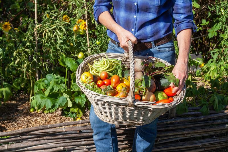 Harvest The Last Of Your Warm Season Veggies Harvest The Last Of Your Warm Season Veggies