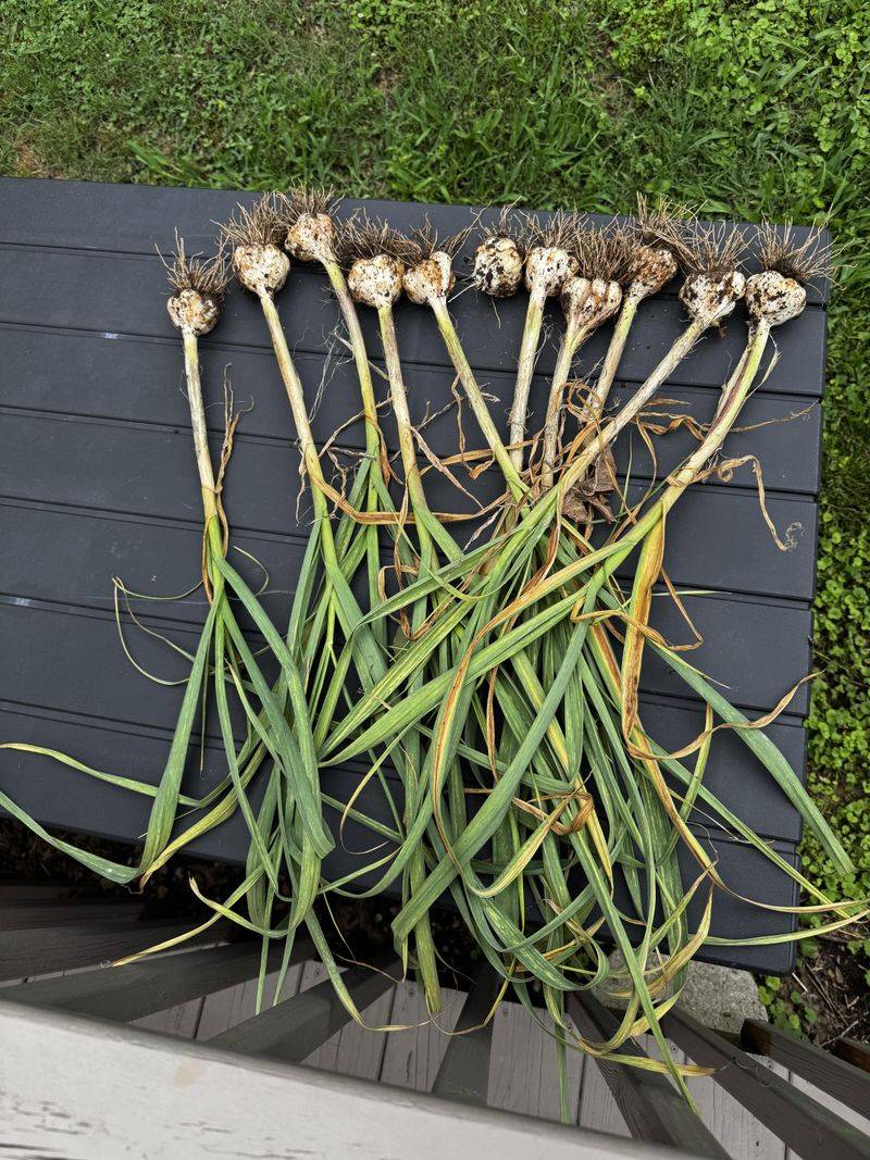 Harvest Timing For Plump Bulbs Harvest Timing For Plump Bulbs
