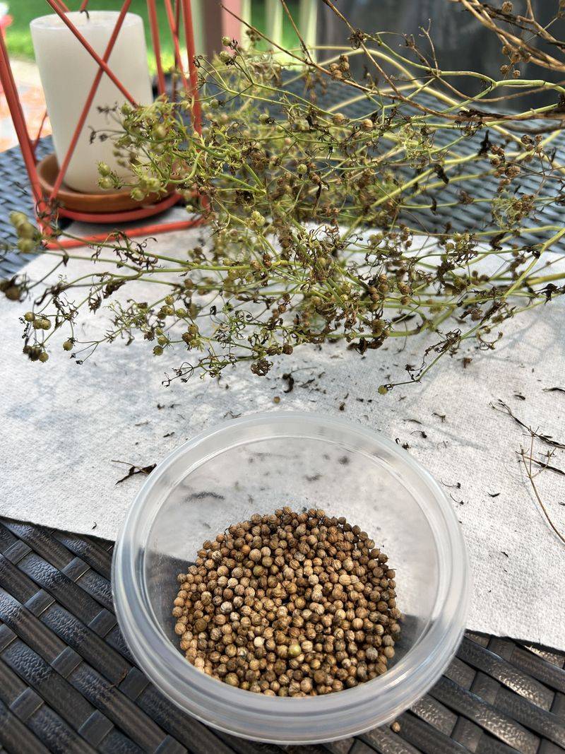 Harvest Timing From Six Inches To Coriander Seeds