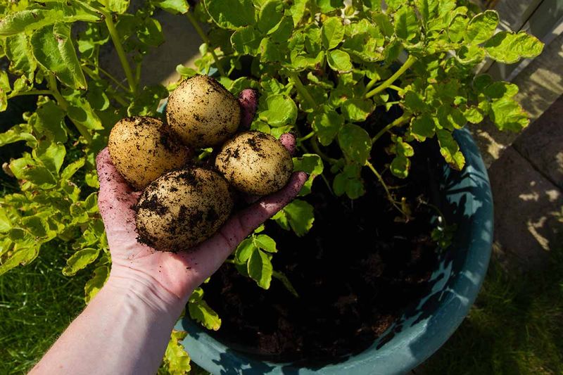 Harvest according to the potatoes you want Harvest according to the potatoes you want